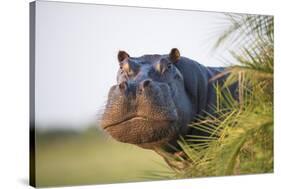 Hippopotamus (Hippopotamus Amphibius) Out of the Water, Peering around Vegetation-Wim van den Heever-Stretched Canvas