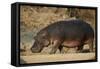 Hippopotamus (Hippopotamus Amphibius) Out of the Water-James Hager-Framed Stretched Canvas