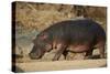 Hippopotamus (Hippopotamus Amphibius) Out of the Water-James Hager-Stretched Canvas