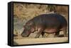 Hippopotamus (Hippopotamus Amphibius) Out of the Water-James Hager-Framed Stretched Canvas