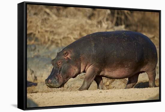 Hippopotamus (Hippopotamus Amphibius) Out of the Water-James Hager-Framed Stretched Canvas