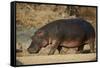 Hippopotamus (Hippopotamus Amphibius) Out of the Water-James Hager-Framed Stretched Canvas
