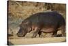 Hippopotamus (Hippopotamus Amphibius) Out of the Water-James Hager-Stretched Canvas