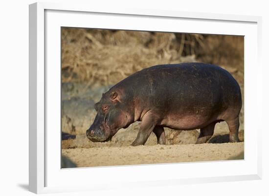 Hippopotamus (Hippopotamus Amphibius) Out of the Water-James Hager-Framed Photographic Print