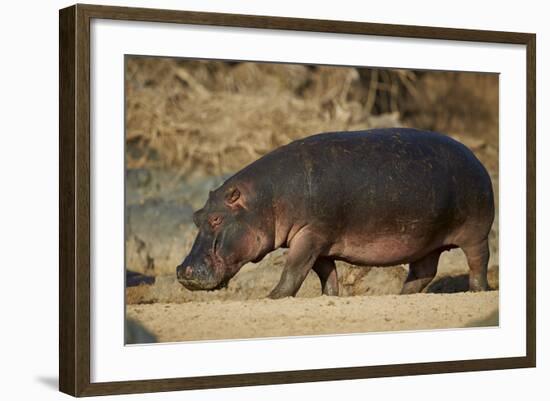 Hippopotamus (Hippopotamus Amphibius) Out of the Water-James Hager-Framed Photographic Print