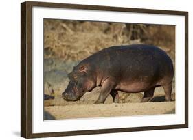 Hippopotamus (Hippopotamus Amphibius) Out of the Water-James Hager-Framed Photographic Print