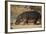 Hippopotamus (Hippopotamus Amphibius) Out of the Water-James Hager-Framed Photographic Print