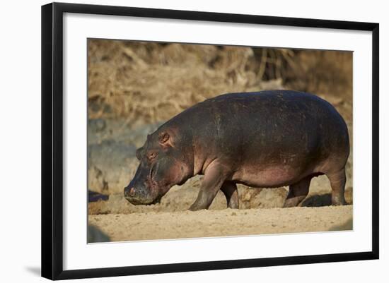 Hippopotamus (Hippopotamus Amphibius) Out of the Water-James Hager-Framed Photographic Print