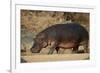 Hippopotamus (Hippopotamus Amphibius) Out of the Water-James Hager-Framed Photographic Print