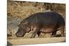 Hippopotamus (Hippopotamus Amphibius) Out of the Water-James Hager-Mounted Photographic Print