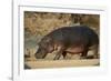 Hippopotamus (Hippopotamus Amphibius) Out of the Water-James Hager-Framed Photographic Print