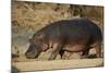 Hippopotamus (Hippopotamus Amphibius) Out of the Water-James Hager-Mounted Photographic Print