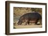 Hippopotamus (Hippopotamus Amphibius) Out of the Water-James Hager-Framed Premium Photographic Print