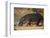 Hippopotamus (Hippopotamus Amphibius) Out of the Water-James Hager-Framed Premium Photographic Print