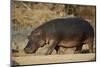 Hippopotamus (Hippopotamus Amphibius) Out of the Water-James Hager-Mounted Premium Photographic Print
