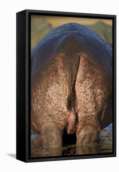 Hippopotamus (Hippopotamus Amphibius) Rear End-James Hager-Framed Stretched Canvas