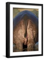 Hippopotamus (Hippopotamus Amphibius) Rear End-James Hager-Framed Premium Photographic Print