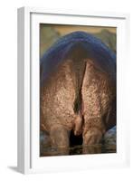 Hippopotamus (Hippopotamus Amphibius) Rear End-James Hager-Framed Premium Photographic Print