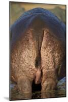 Hippopotamus (Hippopotamus Amphibius) Rear End-James Hager-Mounted Premium Photographic Print