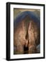 Hippopotamus (Hippopotamus Amphibius) Rear End-James Hager-Framed Photographic Print