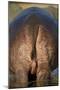 Hippopotamus (Hippopotamus Amphibius) Rear End-James Hager-Mounted Photographic Print