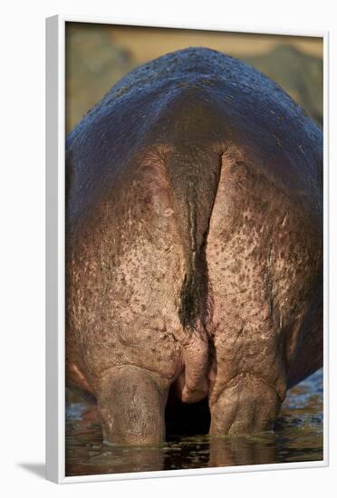 Hippopotamus (Hippopotamus Amphibius) Rear End-James Hager-Framed Photographic Print