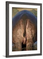 Hippopotamus (Hippopotamus Amphibius) Rear End-James Hager-Framed Photographic Print