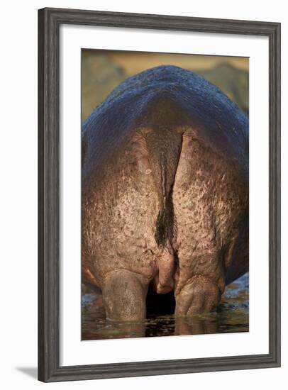 Hippopotamus (Hippopotamus Amphibius) Rear End-James Hager-Framed Photographic Print