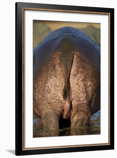 Hippopotamus (Hippopotamus Amphibius) Rear End-James Hager-Framed Photographic Print