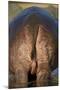 Hippopotamus (Hippopotamus Amphibius) Rear End-James Hager-Mounted Photographic Print