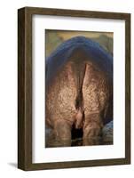 Hippopotamus (Hippopotamus Amphibius) Rear End-James Hager-Framed Photographic Print