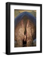 Hippopotamus (Hippopotamus Amphibius) Rear End-James Hager-Framed Photographic Print