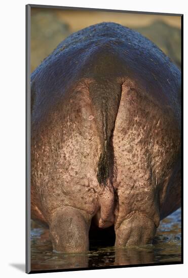 Hippopotamus (Hippopotamus Amphibius) Rear End-James Hager-Mounted Photographic Print