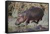 Hippopotamus (Hippopotamus Amphibius) Returning to the Water-James Hager-Framed Stretched Canvas