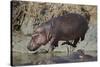 Hippopotamus (Hippopotamus Amphibius) Returning to the Water-James Hager-Stretched Canvas