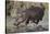 Hippopotamus (Hippopotamus Amphibius) Returning to the Water-James Hager-Stretched Canvas