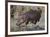 Hippopotamus (Hippopotamus Amphibius) Returning to the Water-James Hager-Framed Photographic Print