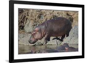 Hippopotamus (Hippopotamus Amphibius) Returning to the Water-James Hager-Framed Photographic Print