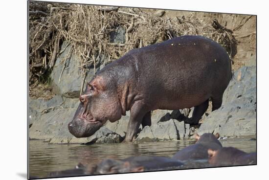Hippopotamus (Hippopotamus Amphibius) Returning to the Water-James Hager-Mounted Photographic Print