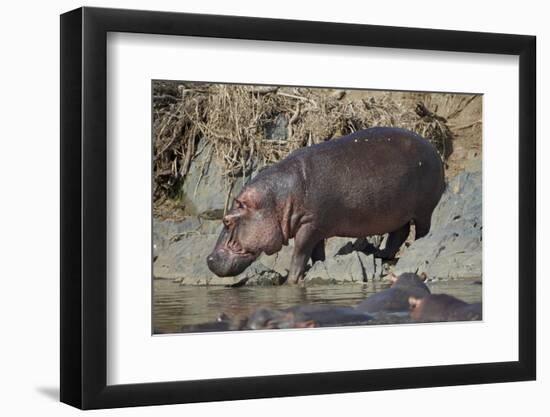 Hippopotamus (Hippopotamus Amphibius) Returning to the Water-James Hager-Framed Photographic Print