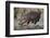 Hippopotamus (Hippopotamus Amphibius) Returning to the Water-James Hager-Framed Photographic Print