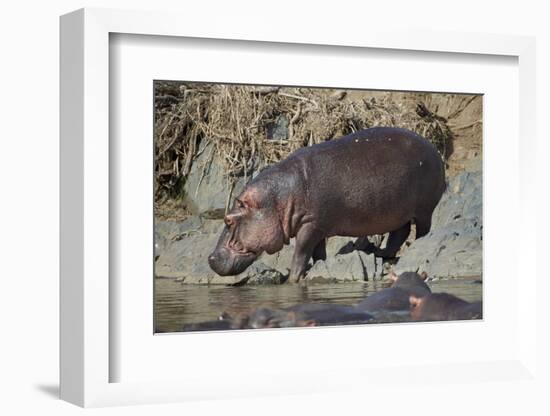 Hippopotamus (Hippopotamus Amphibius) Returning to the Water-James Hager-Framed Photographic Print