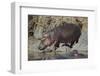 Hippopotamus (Hippopotamus Amphibius) Returning to the Water-James Hager-Framed Photographic Print