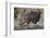 Hippopotamus (Hippopotamus Amphibius) Returning to the Water-James Hager-Framed Photographic Print