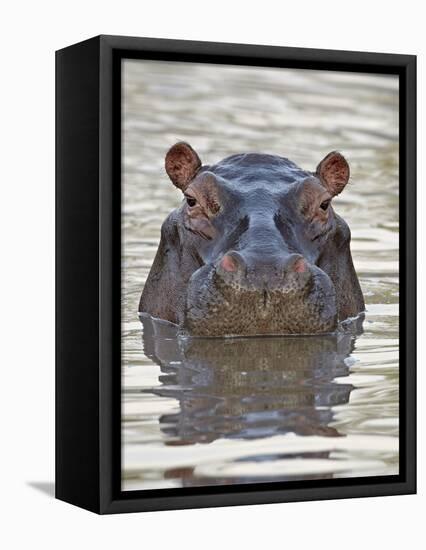 Hippopotamus (Hippopotamus Amphibius), Serengeti National Park, Tanzania, East Africa, Africa-James Hager-Framed Stretched Canvas