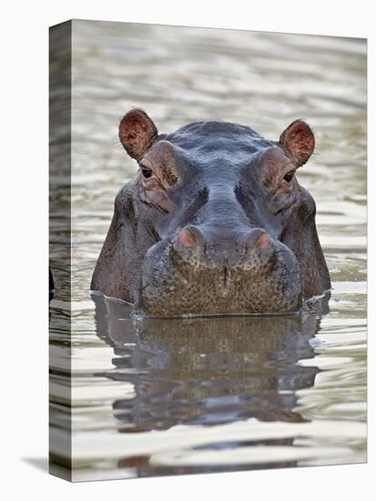 Hippopotamus (Hippopotamus Amphibius), Serengeti National Park, Tanzania, East Africa, Africa-James Hager-Stretched Canvas