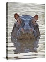 Hippopotamus (Hippopotamus Amphibius), Serengeti National Park, Tanzania, East Africa, Africa-James Hager-Stretched Canvas