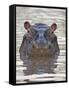 Hippopotamus (Hippopotamus Amphibius), Serengeti National Park, Tanzania, East Africa, Africa-James Hager-Framed Stretched Canvas