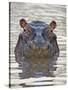 Hippopotamus (Hippopotamus Amphibius), Serengeti National Park, Tanzania, East Africa, Africa-James Hager-Stretched Canvas