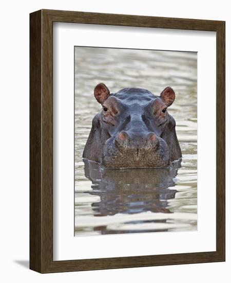 Hippopotamus (Hippopotamus Amphibius), Serengeti National Park, Tanzania, East Africa, Africa-James Hager-Framed Photographic Print